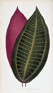 Feuille de Cyanophyllum Magnificum. Tableau botanique dans 