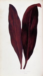 Feuille de Dracaena ferrea dans 