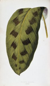 Feuille de Maranta Pardina. Tableau botanique dans 