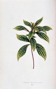 Feuille de Sonerila margaritacea. Planche botanique dans 