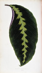 Feuille de Maranta warscewiczil. Planche botanique dans « Plantes à feuillage coloré »