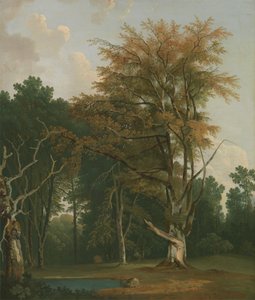 Arbres dans une clairière boisée