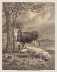 Bétail ruminant