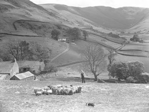 Un berger et son chien de berger contrôlent un troupeau de moutons dans un champ à Martindale.
