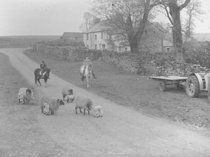 Vue de moutons, d