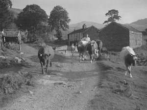 Conduire des vaches sur une route