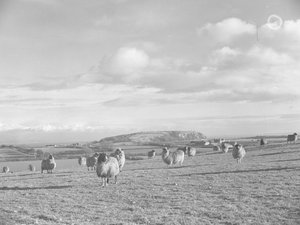 Troupeau de moutons dans un champ en train de brouter près de Humphrey Head