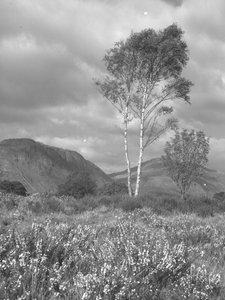 Fleurs et arbres devant les montagnes