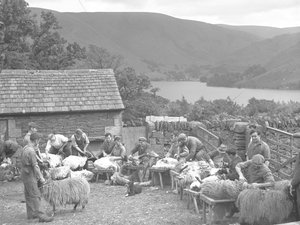 Hommes tondant des moutons sur des bancs