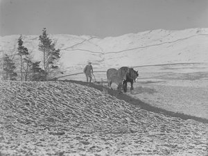 Deux chevaux labourant dans la vallée de la Lune