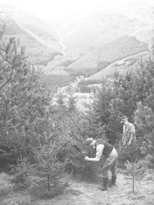Deux hommes abattent un arbre de Noël à la hache, avec Thirlmere derrière eux.