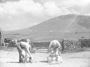 Deux moutons tondus à la main à Thirlmere