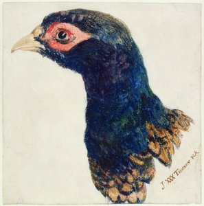 Faisan de Colchide, Le Livre des oiseaux de Farnley, vers 1816