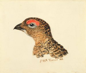 Tête de grouse, du Livre des oiseaux de Farnley, c.1816