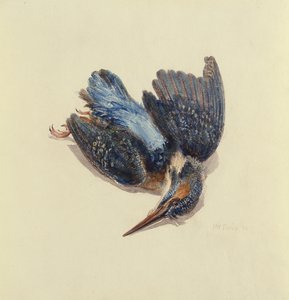 Martin-pêcheur, du Livre des oiseaux de Farnley, vers 1816