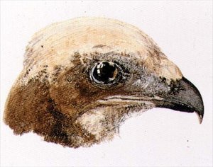 Faucon maure, du Livre des oiseaux de Farnley, vers 1816 - Joseph Mallord William Turner
