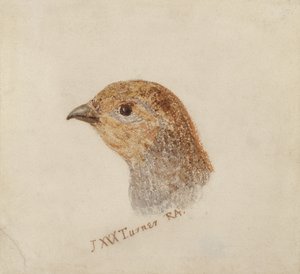 Perdrix, du Livre des oiseaux de Farnley - Joseph Mallord William Turner