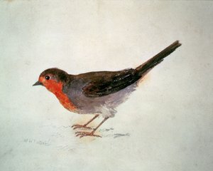 Rouge-gorge, du Livre des oiseaux de Farnley, vers 1816 - Joseph Mallord William Turner