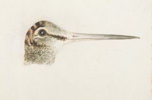 Bécasse, du Livre des oiseaux de Farnley, c.1816