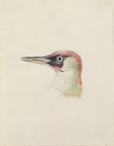 Pic, du Livre des oiseaux de Farnley, c.1816
