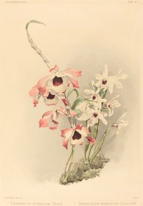 Dendrobium Hybridium Vénus et Dendrobium Hybridium Cassiope - Joseph Mansell
