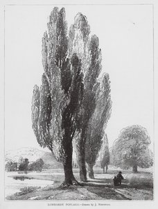 Peupliers de Lombardie (litho) - Joseph Needham