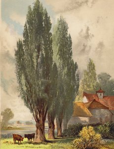 Peupliers de Lombardie, scène anglaise (litho en couleur)