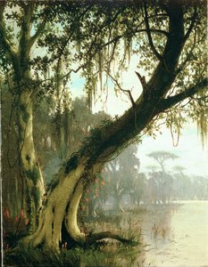 Dans le bayou