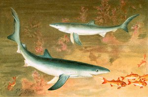 Requin bleu