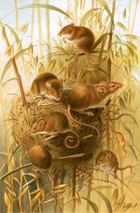 Souris des moissons