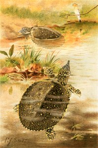 Tortues molles de rivière
