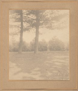 Paysage avec arbres,c. 1900 (photo) - Joseph T. Keiley