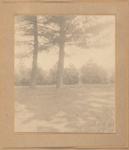 Paysage avec des arbres