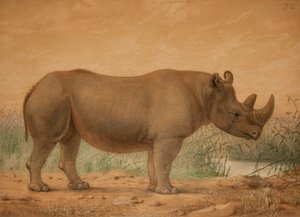 Rhinocéros africain - Joseph Wolf