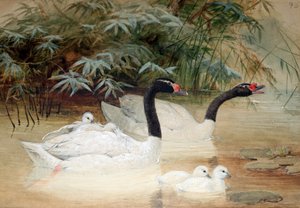 Cygne à cou noir (Cygnus nigricollis), 1852-54 - Joseph Wolf