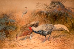 Kaleege linéé (Euplpcamus lineatus), c.1851-76