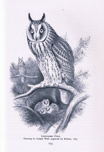 Hibou moyen-duc, Nature en Grande-Bretagne publiée par Collins, 1946 - Joseph Wolf