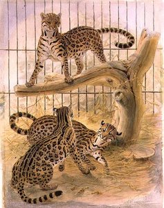 Ocelots en cage - Joseph Wolf