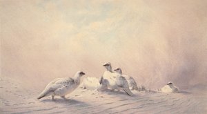 Lagopède, hiver, 1873