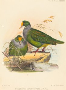 Deux oiseaux (Ptilonopus Auranthfrons) - Joseph Wolf