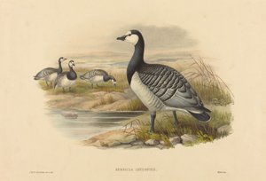 Oie bernache (Bernicla Leucopsis)