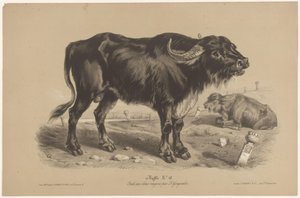 Buffle (Dierenstudies in twee soorten krijt, Étude aux deux crayons par Z. Gengembre)