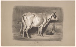 Vache dans une étable (série Étude aux deux crayons par Z. Gengembre)