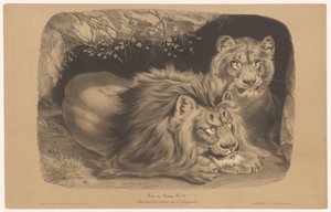 Lion et lionne - Joseph Zephyris Gengembre