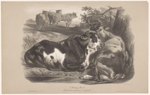Cinq vaches dans un pré - Joseph Zephyris Gengembre