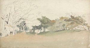 Arbres près de Hastings