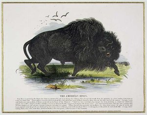 Le bison américain, illustration éducative pub. par la Society for Promoting Christian Knowledge