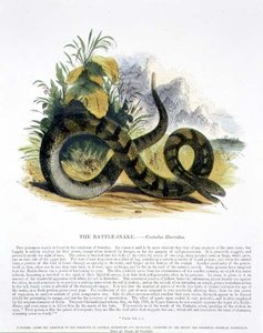 Le Serpent à sonnette (Crotalus horridus) illustration éducative publiée par la Society for Promoting Christian Knowledge - Josiah Wood Whymper