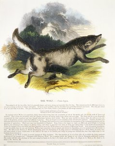 Le loup (Canis lupus) illustration éducative publiée par la Society for Promoting Christian Knowledge - Josiah Wood Whymper