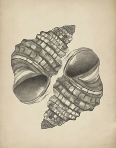 Coquilles en spirale détaillées - Josie George